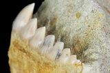 Rare, Fossil Cow Shark (Hexanchus) Tooth - Bakersfield, CA #173064-3